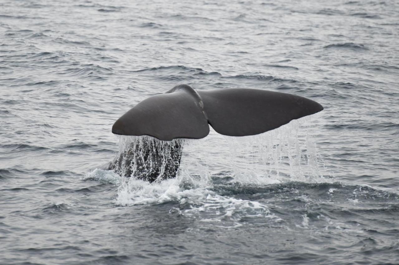 Apt 101 - Andenes Whale Safari Apartments Екстер'єр фото